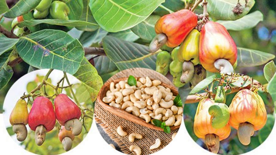 #কাজুবাদাম_এর_দাম #কাজুবাদাম_খাওয়ার #উপকারিতা_কাজুবাদামের_উপকারিতা #কাজুবাদামের_পুষ্টিগুণ #কাজুবাদামের_দাম_ কাজুবাদামের_ছবি _কাজুবাদামের_উপকারিতা_ও_অপকারিতা_কাজুবাদাম_এর_উপকার